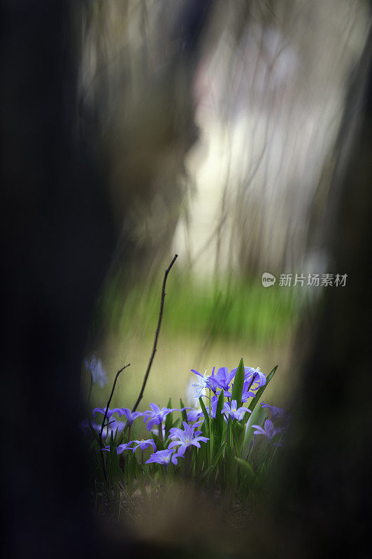 雪之荣耀，绿花Scilla luciliae，在春天的森林地面开花